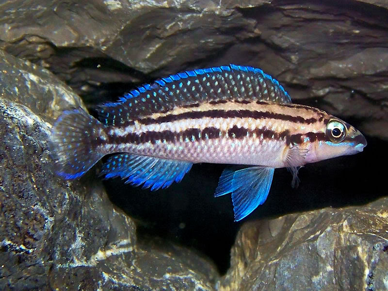 Dickfeld's Julie Cichlid (Julidochromis dickfeldi) | WHOLESALE