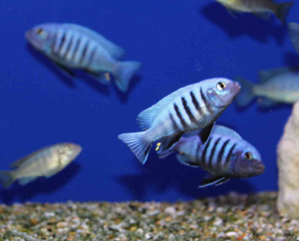 Dogtooth Cichlid (Cynotilapia afra) | WHOLESALE INDONESIA TROPICAL