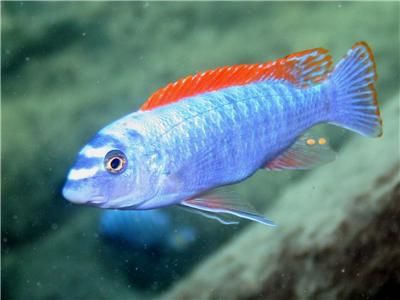 Trewavas Red-Finned Cichlid (Labeotropheus trewavasae) | WHOLESALE