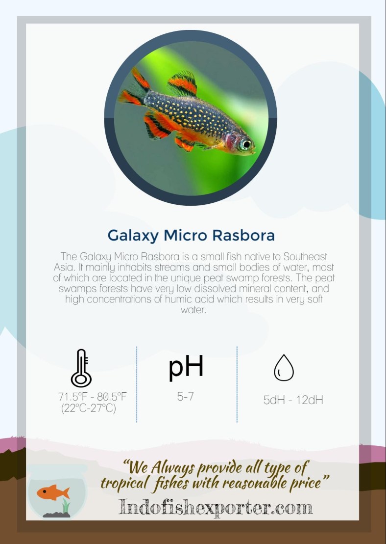 galaxy-micro-rasbora