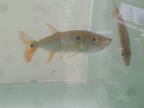 Acestrorhynchus altus (giant redtail barracuda)