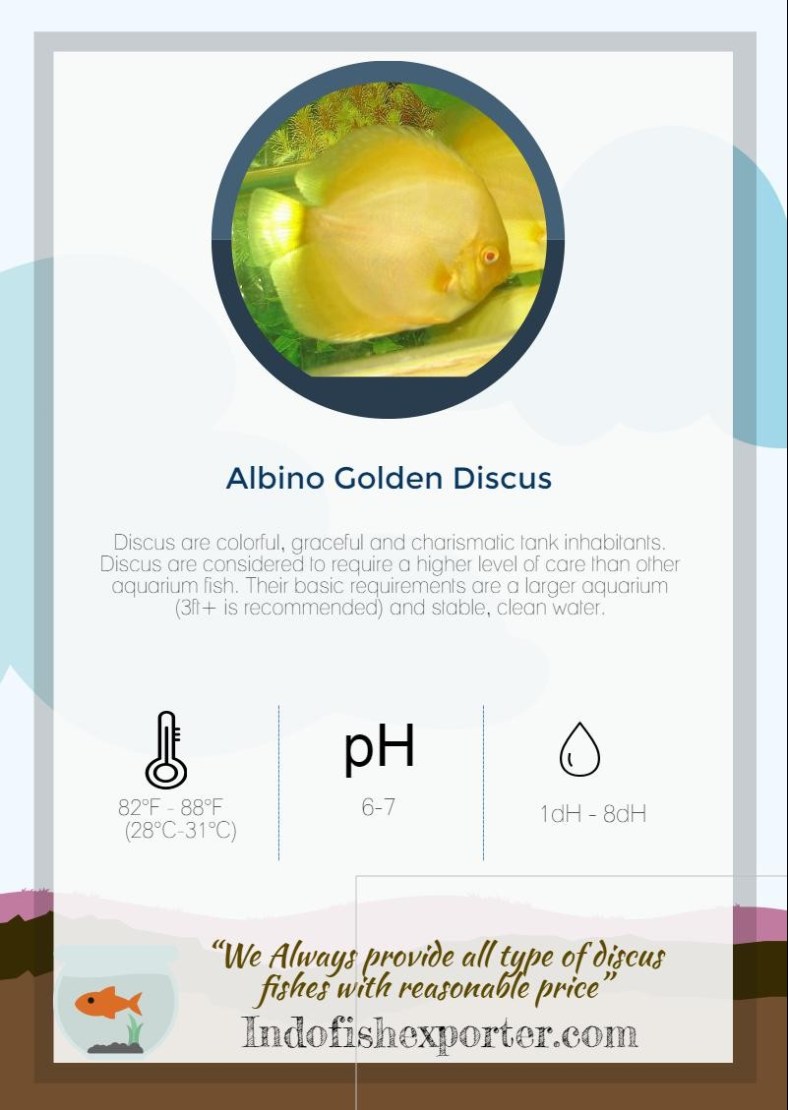 albino-golden-discus