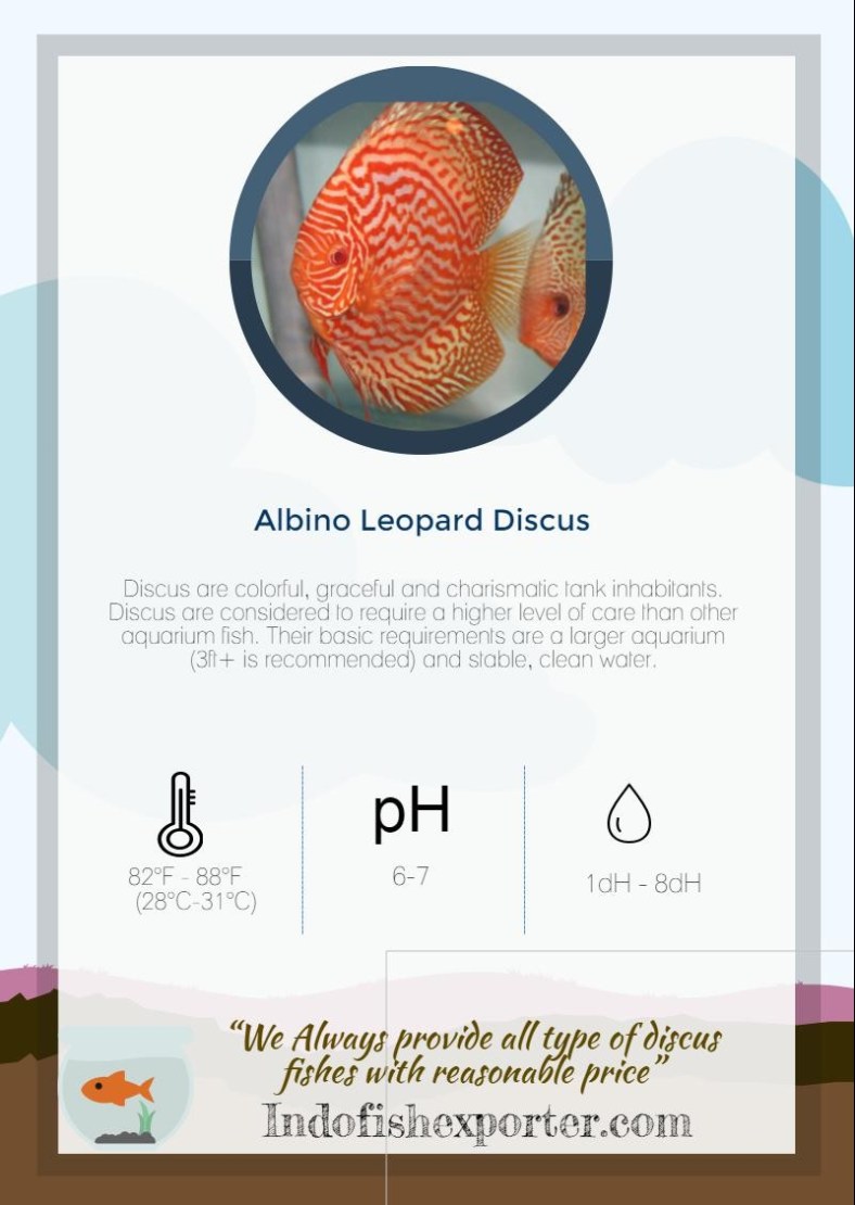 albino-leopard-discus