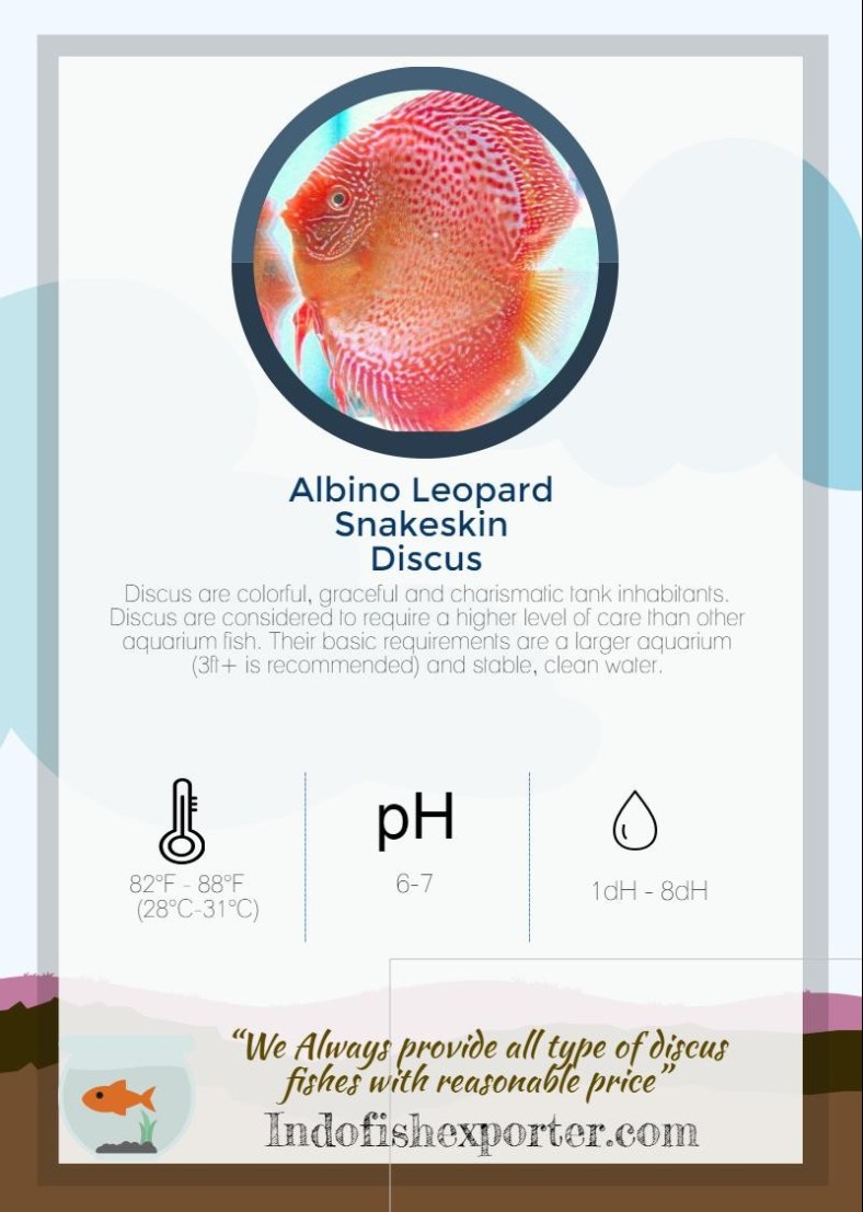 albino-leopard-snakeskin-discus