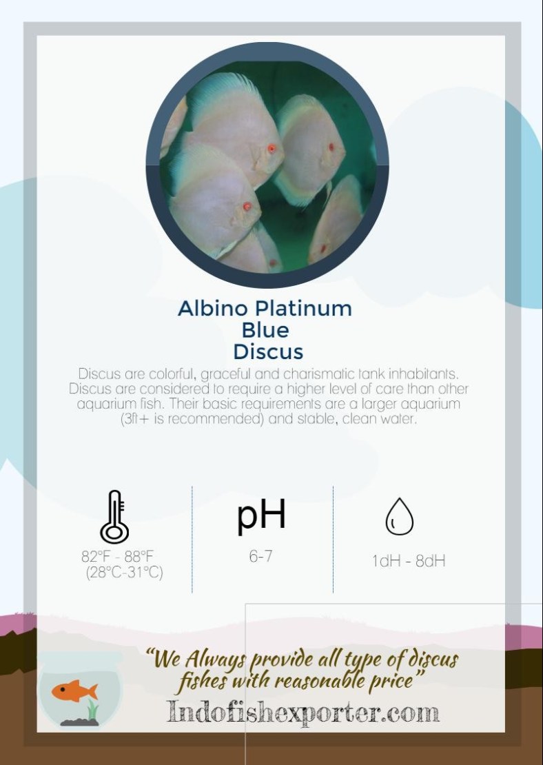 albino-platinum-blue-discus