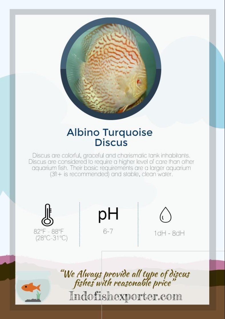 albino-turquoise-discus