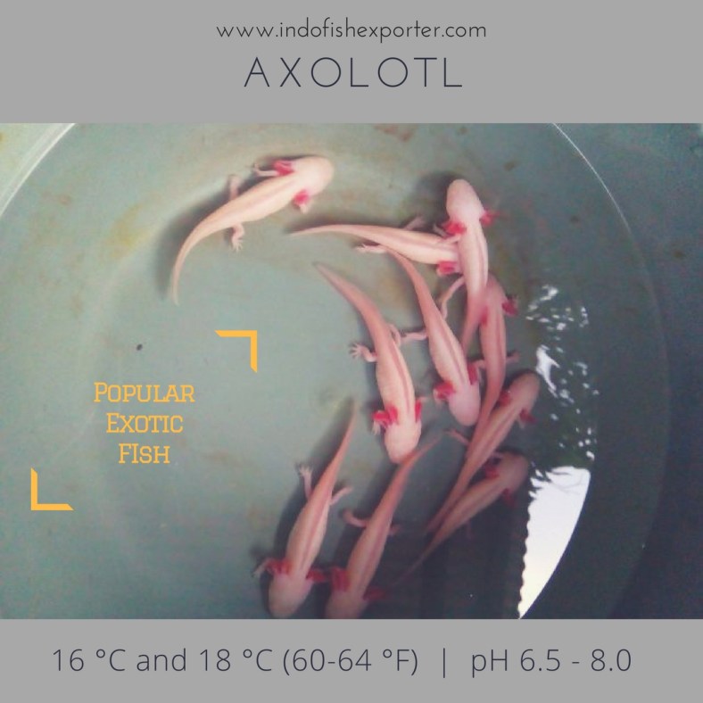 axolotl 2.jpg