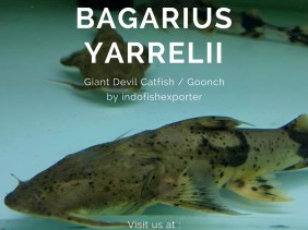 BAGARIUS YARRELLI