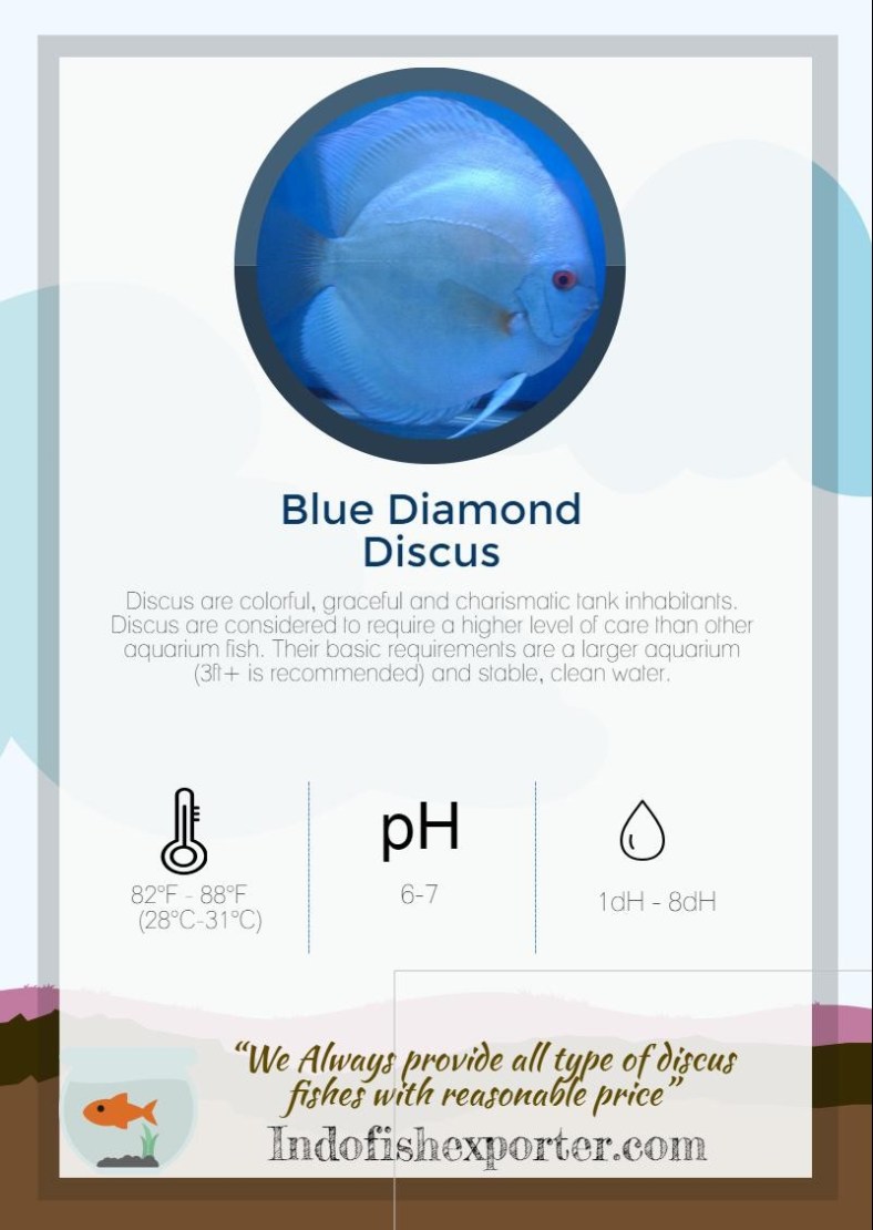 blue-diamond-discus