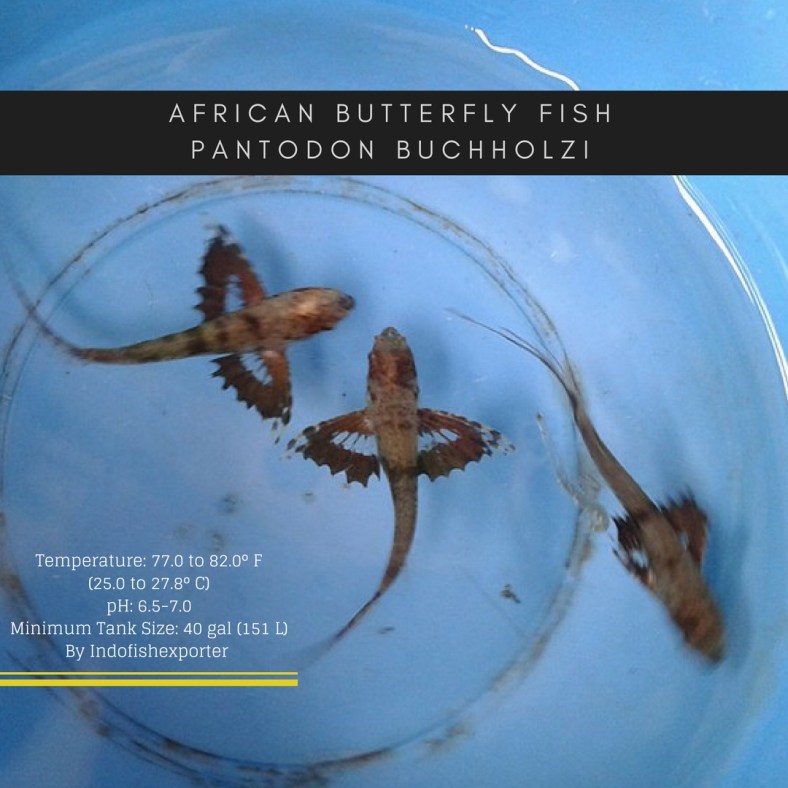 butterfly fish 2.jpg