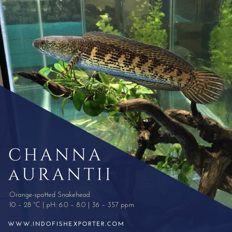 Channa Aurantii.jpg