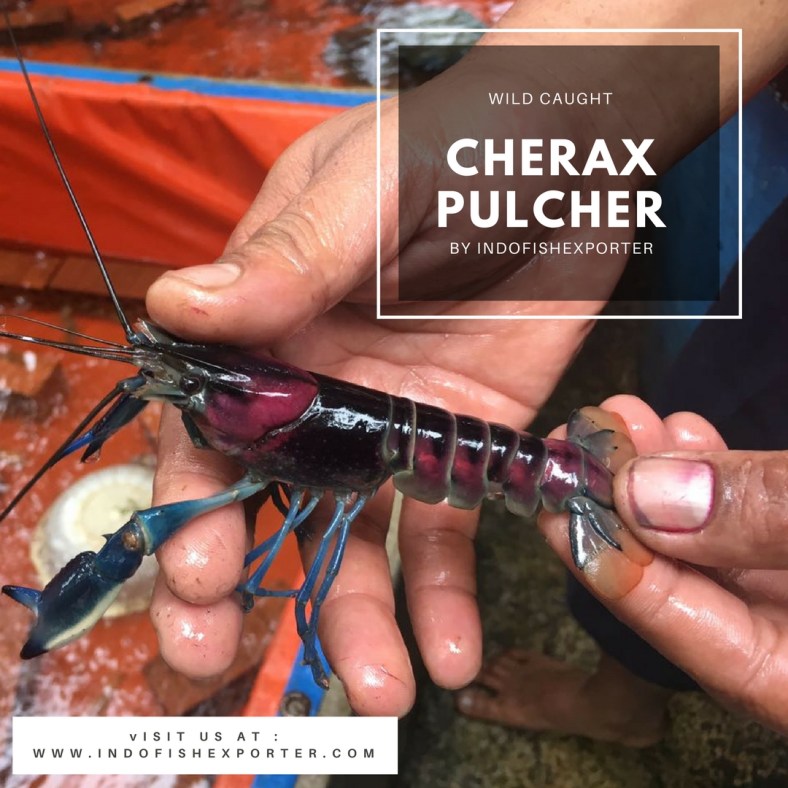 cherax pulcher 2
