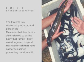 fire eel