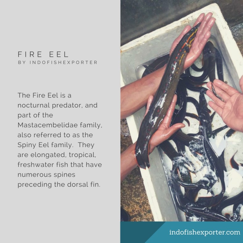 fire eel 3.jpg