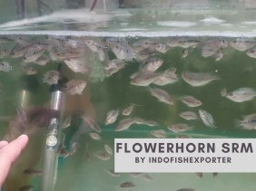flowerhorn srm