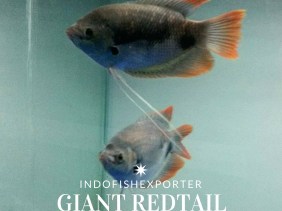 giant redtail gourami