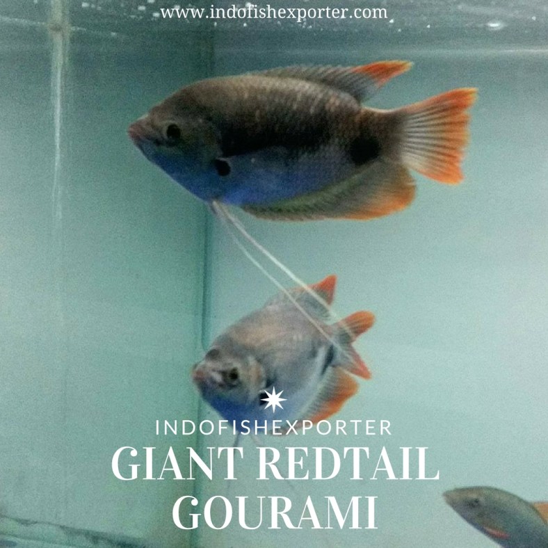 giant redtail gourami 2.jpg