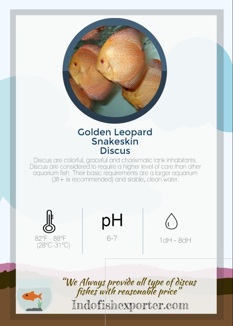 golden-leopard-snakeskin-discus