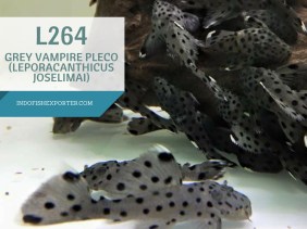 L264 PLECO