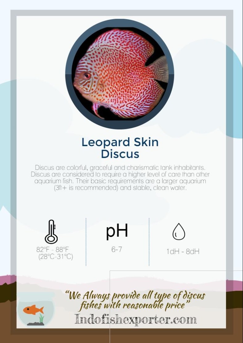 leopard-skin-discus