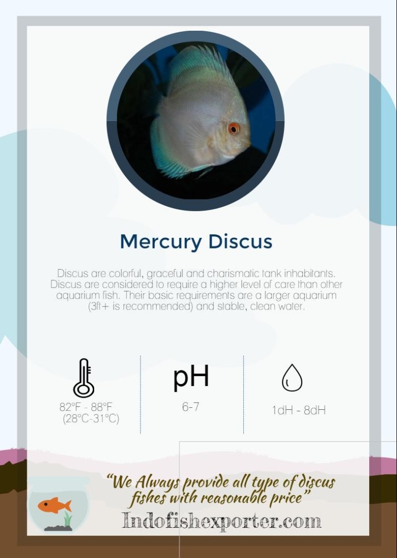 mercury-discus