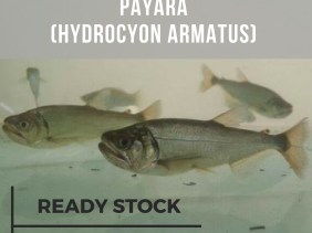 PAYARA