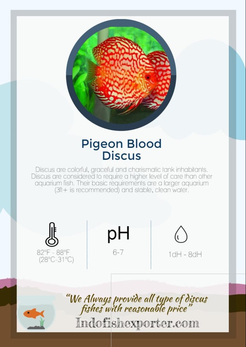 pigeon-blood-discus