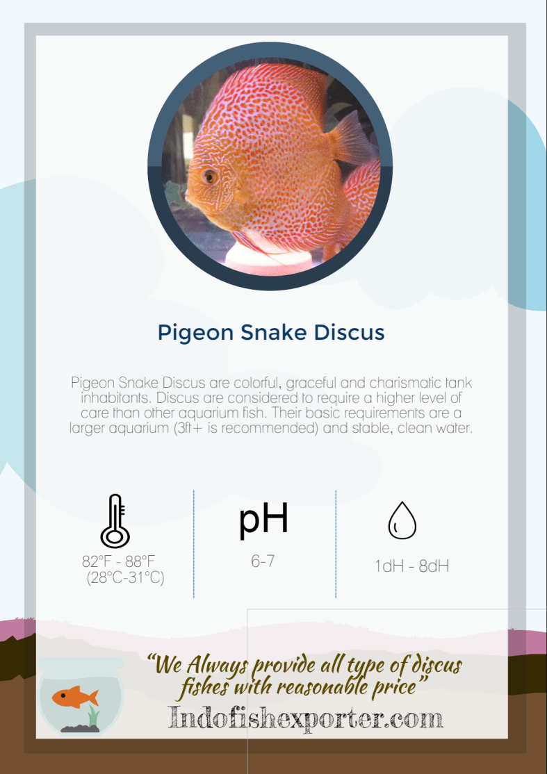 pigeon-snake-discus