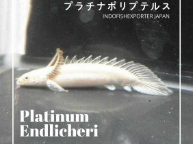 platinum endlicheri
