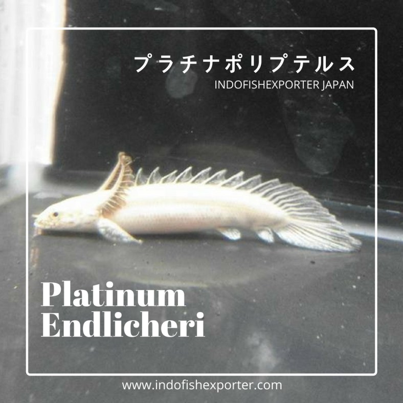 platinum endlicheri 4.jpg