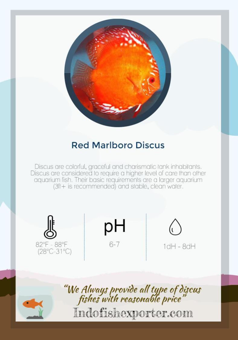 red-marlboro-discus (2)
