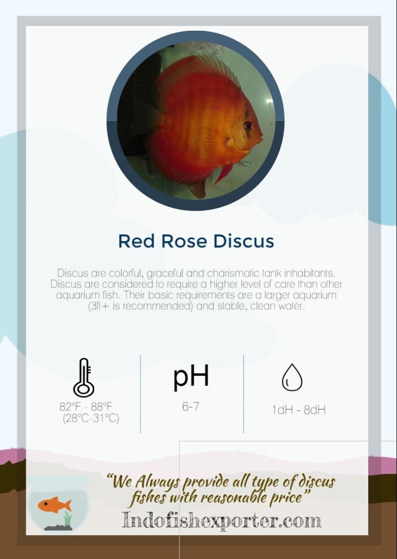 red-rose-discus
