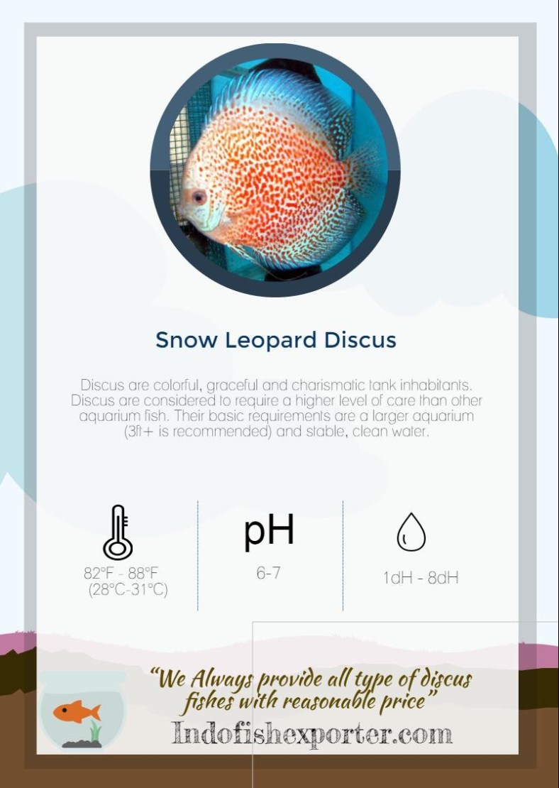 snow-leopard-discus
