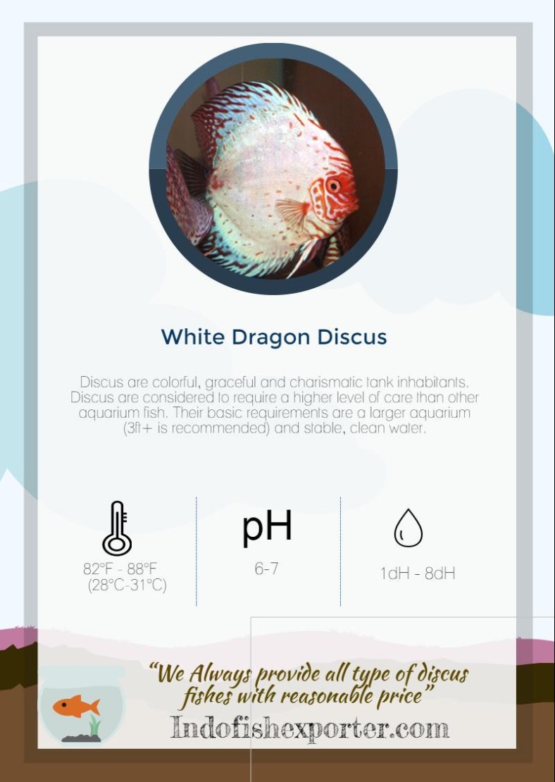 white-dragon-discus