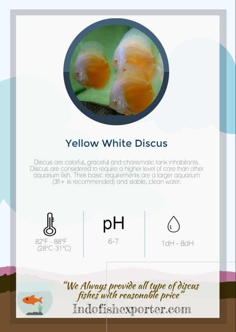 yellow-white-discus