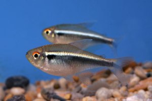 Black Neon Tetra