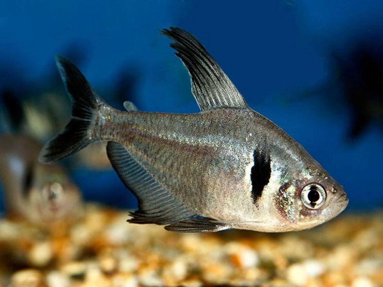 Black Phantom Tetra