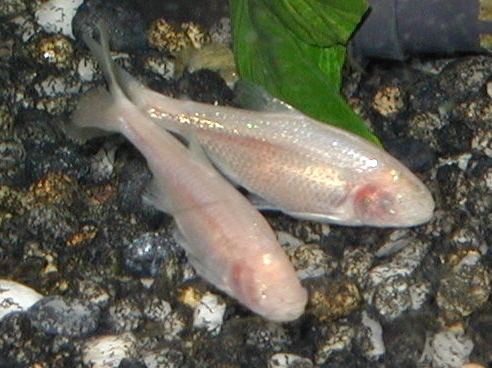 Blind Cave Tetra