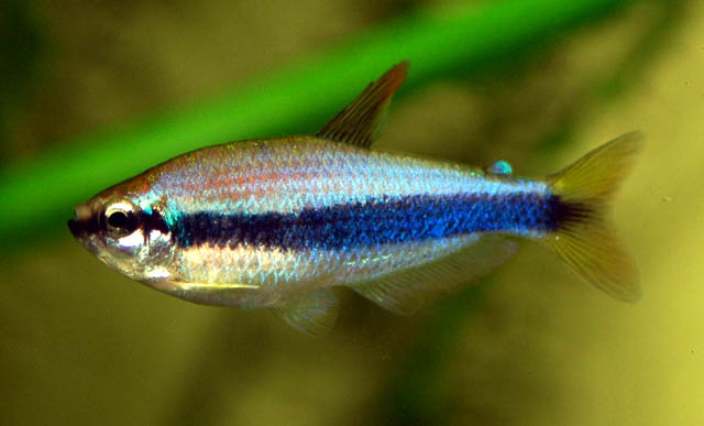 Blue Emperor Tetra