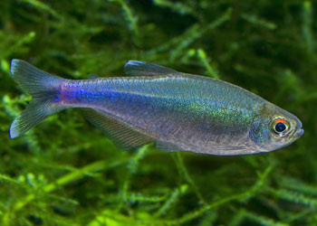 Blue King Tetra