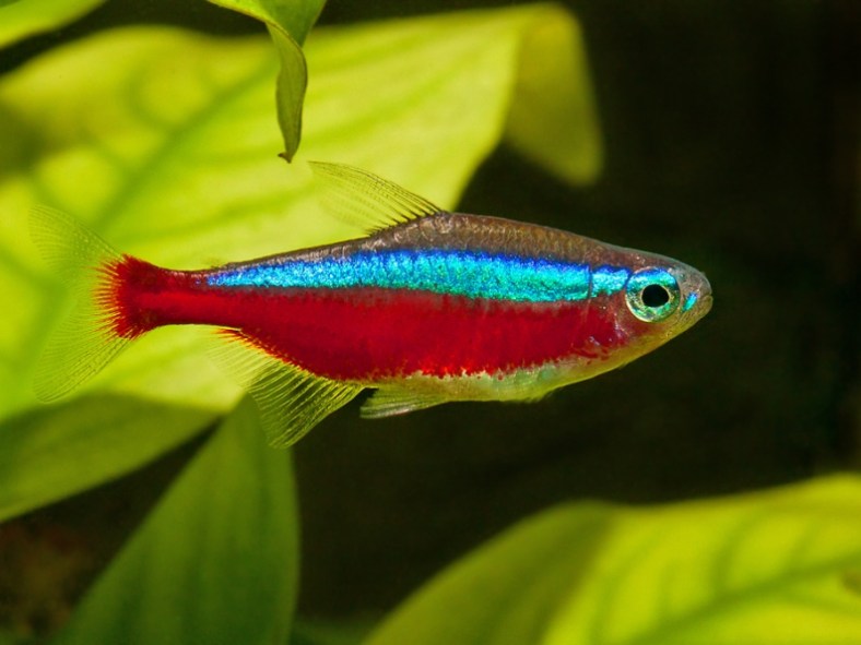 Cardinal Tetra ori