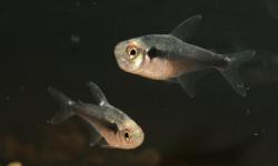 Diamond Black Tetra