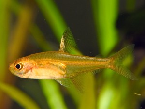 Ember Tetra