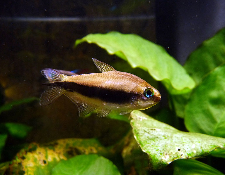 emperor tetra