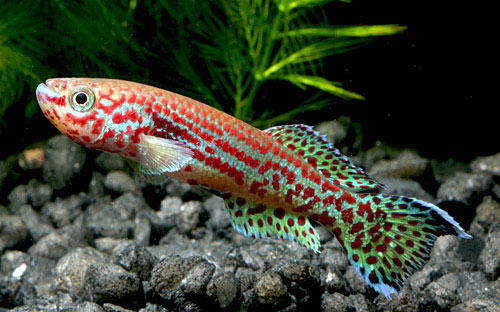 Gardneri Killifish Tetra