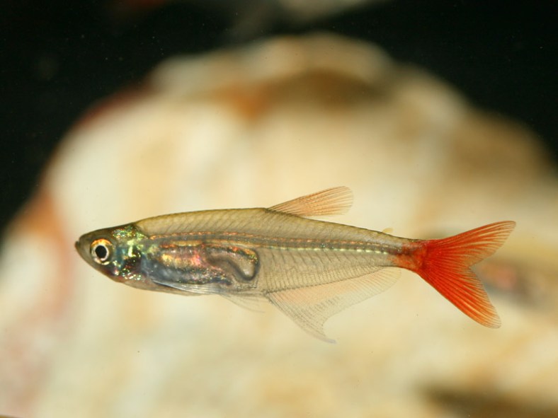 Glass Bloodfin Tetra
