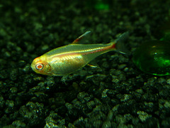 Glowlight Albino Tetra