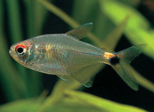 Head Tail Light Tetra
