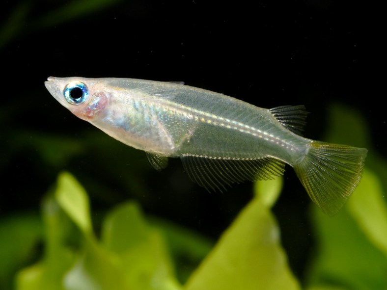 Javanese Rice Fish Tetra