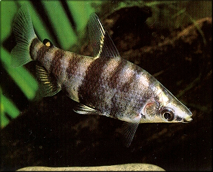 Marbled Headstander Tetra